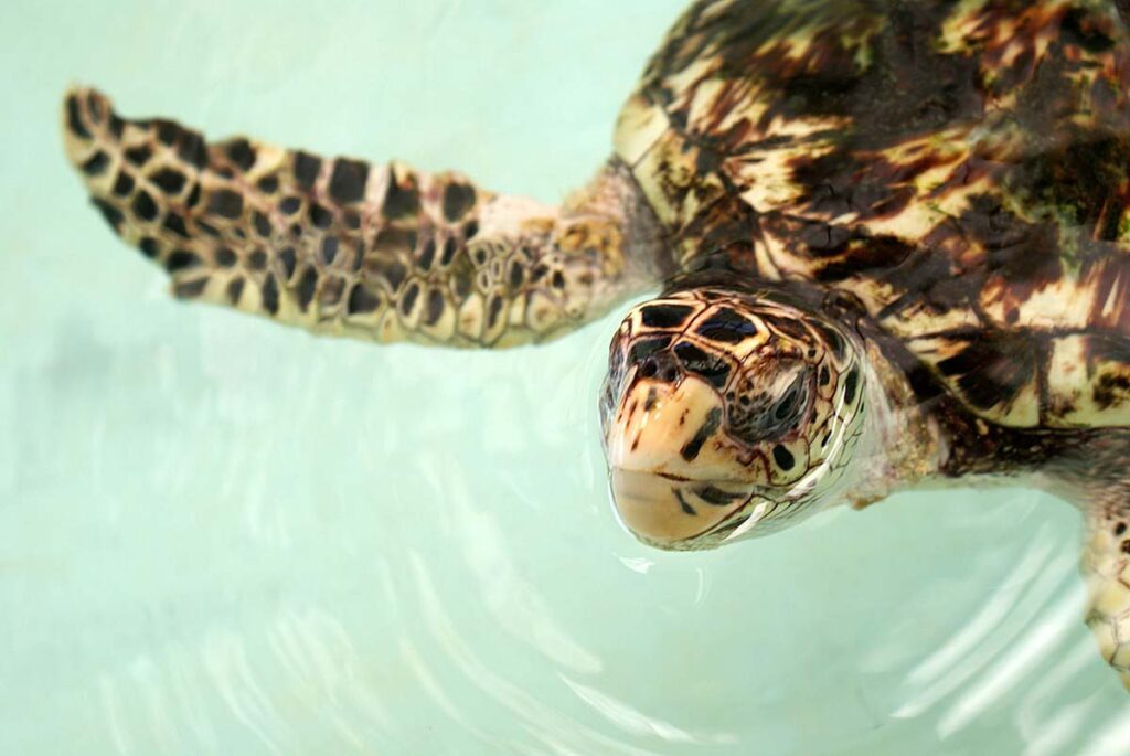 Bequia Schildkröte