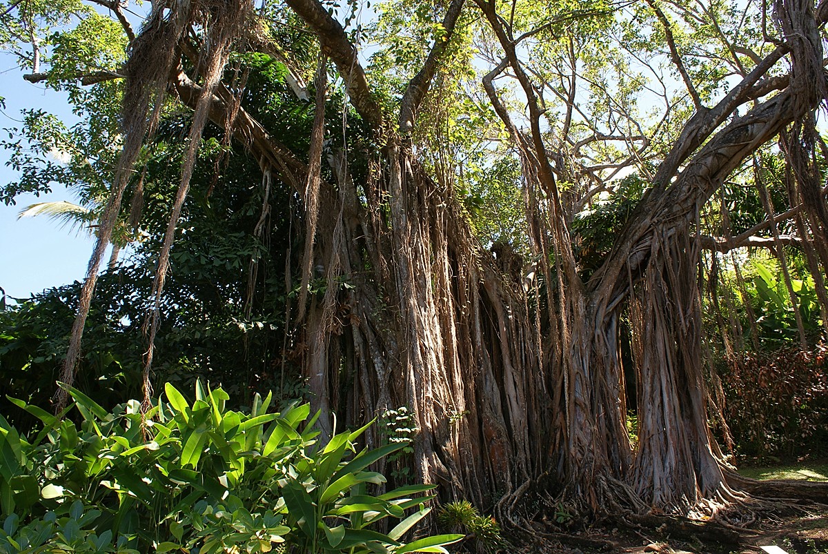 Botanischer Garten Deshaies, Guadeloupe