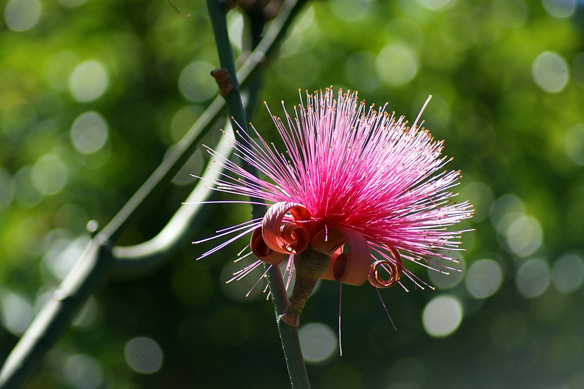 Botanischer Garten Deshaies, Guadeloupe