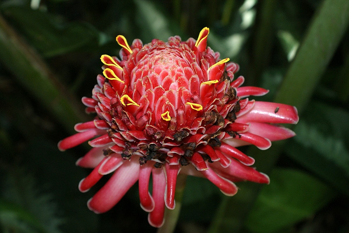 Botanischer Garten Deshaies, Guadeloupe