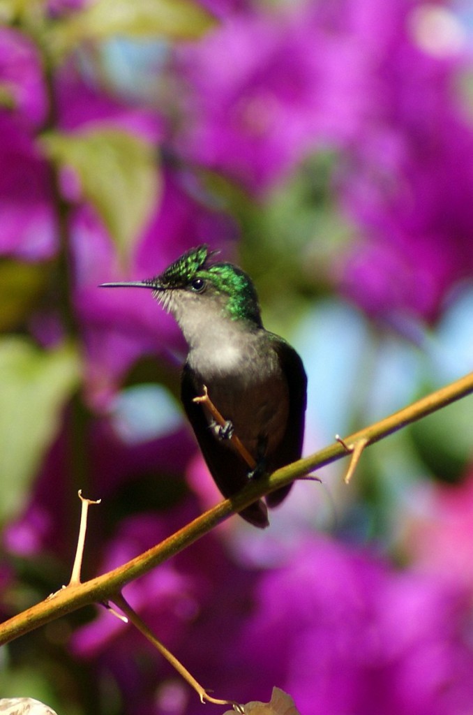 Botanischer Garten Deshaies, Guadeloupe Kolibri