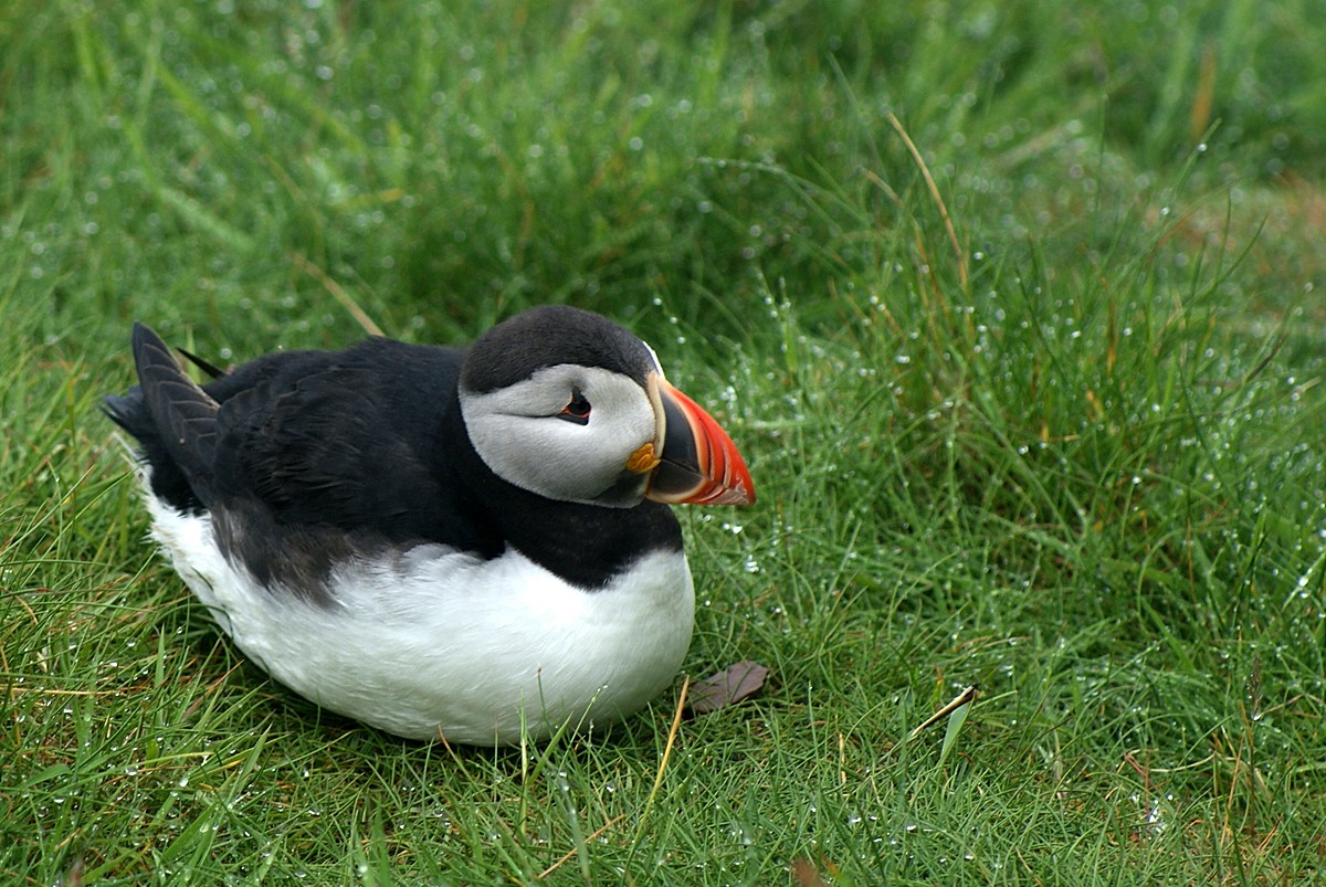 Papageientaucher auf Shetland