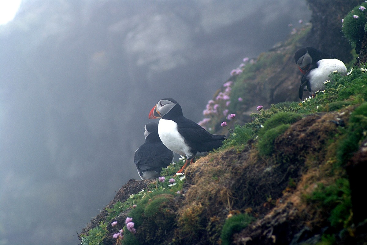 Papageientaucher auf Shetland