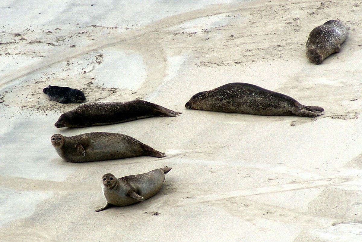 Robben am Strand auf Shetland