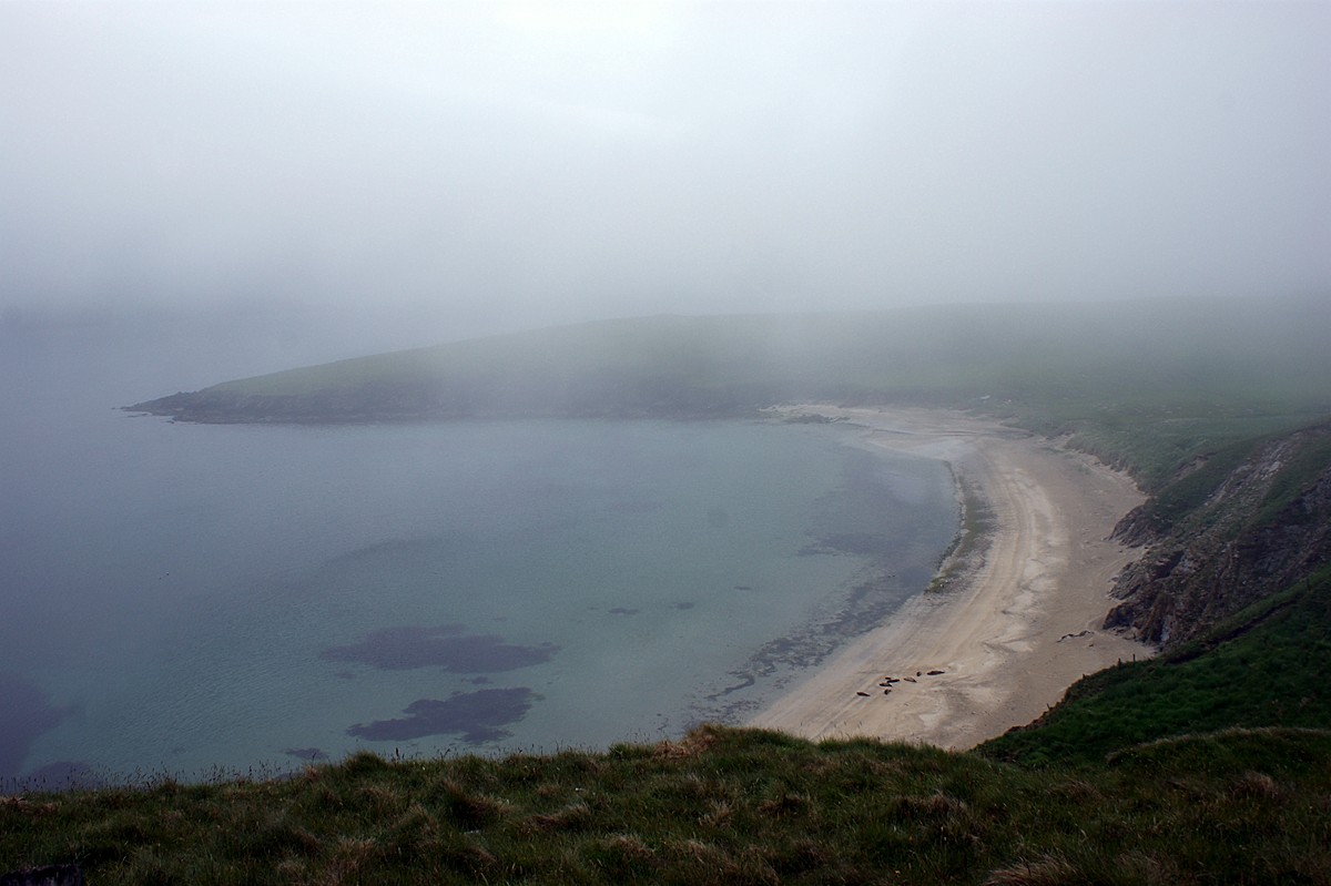 Robben am Strand auf Shetland