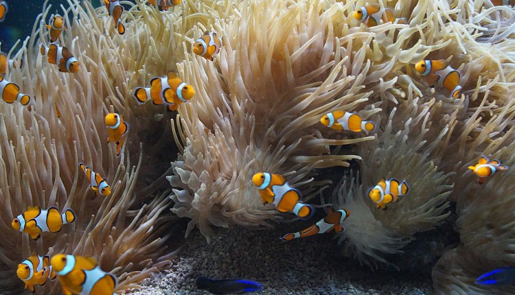 Aquarium im Ozeanographischen Museum Monaco