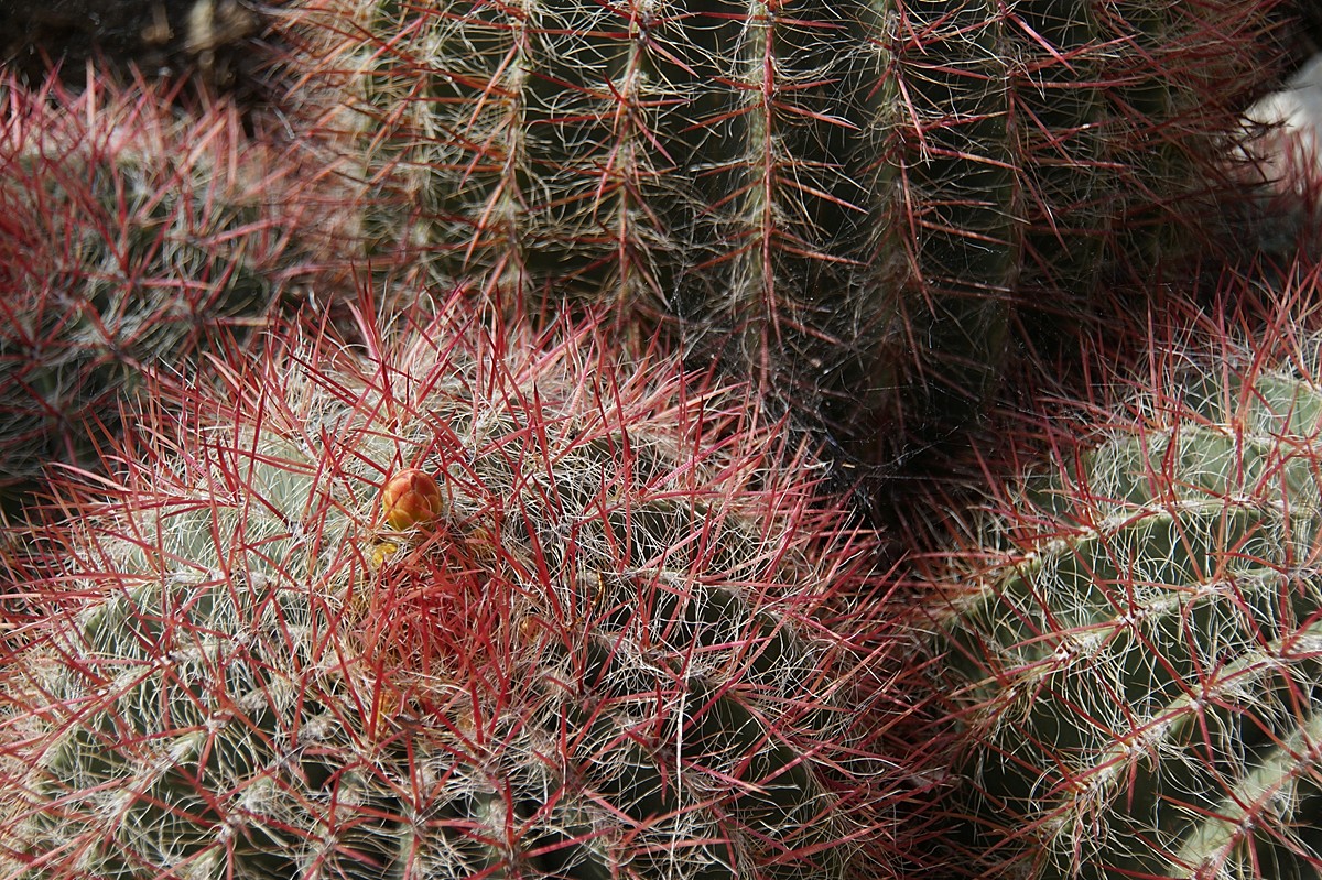 Kakteen im Jardin Exotique Monaco