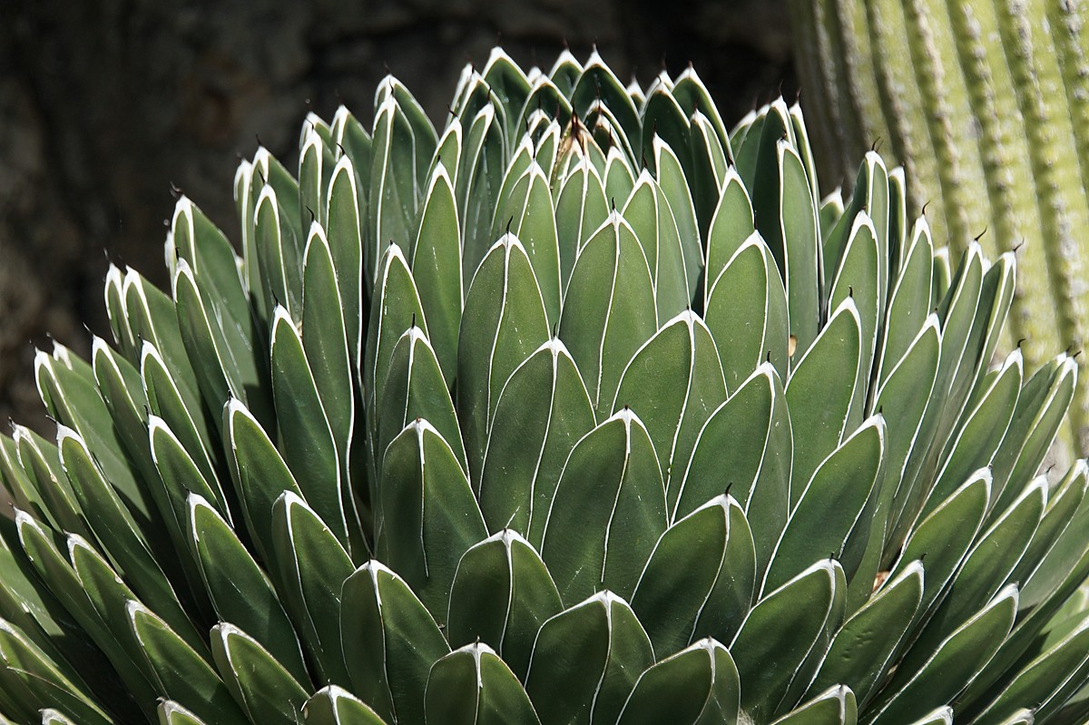 Kakteen im Jardin Exotique Monaco