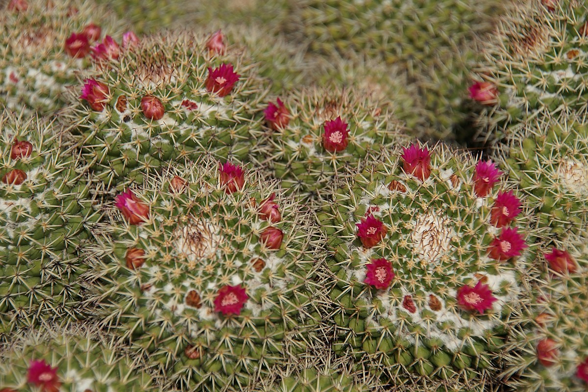 Kakteen im Jardin Exotique Monaco