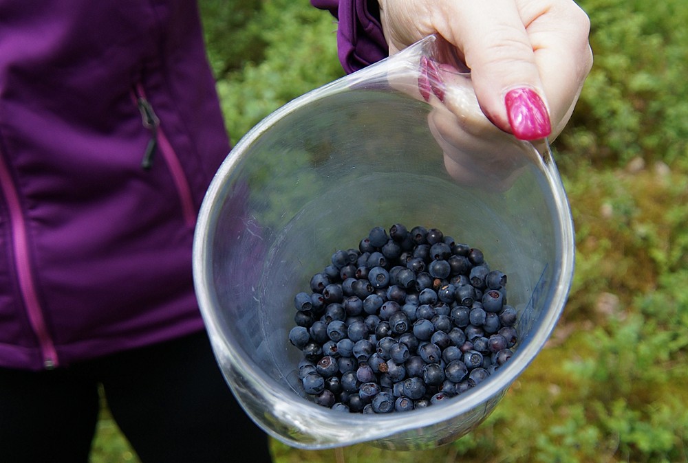 Blaubeermarmelade mit Vanillearoma - Silvertravellers