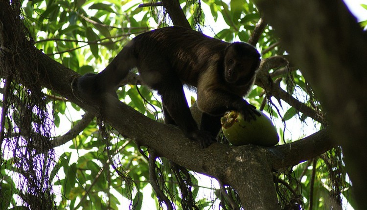 Affe mit Kokosnuss auf der Ile Royal
