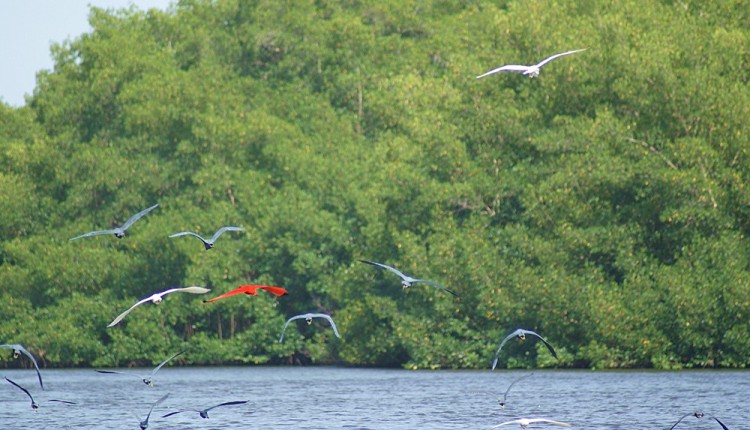 Vogelschwarm in den Caroni Sümpfen in Trinidad