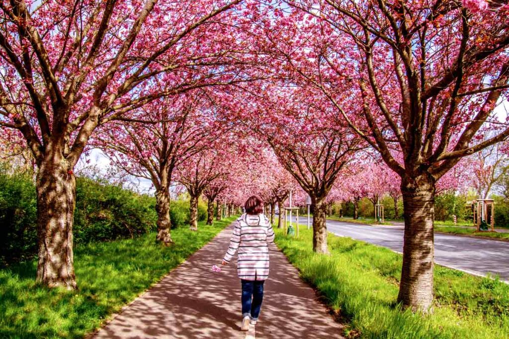 Kirschblüte Magdeburg Holzweg
