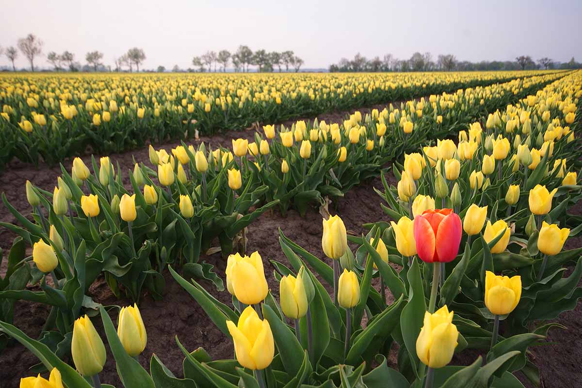 Tulpenfelder Deutschland Magdeburg