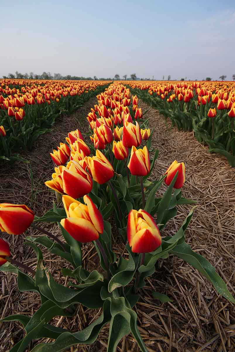 Tulpenfelder Deutschland Tulpensorte Jan Seignette