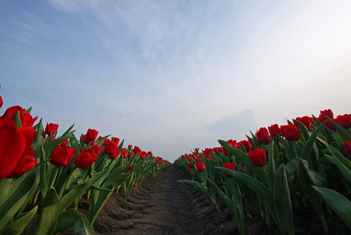 Tulpenfelder Deutschland