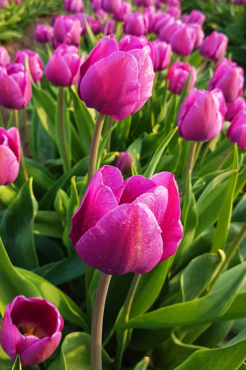 Tulpenfelder Deutschland