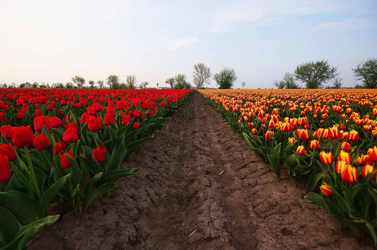 Tulpenfelder in Deutschland - hier: Schwaneberg bei Magdeburg