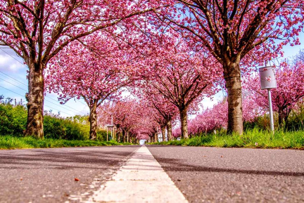 Kirschblüte in Magdeburg
