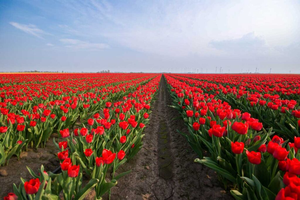 Frühlingsfotos - Tulpenfeld in Deutschland