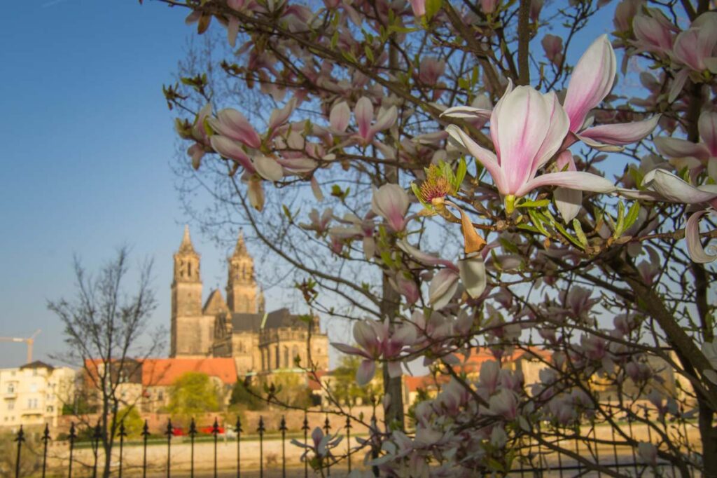 Frühlingsfotos - blühender Magnolienbaum