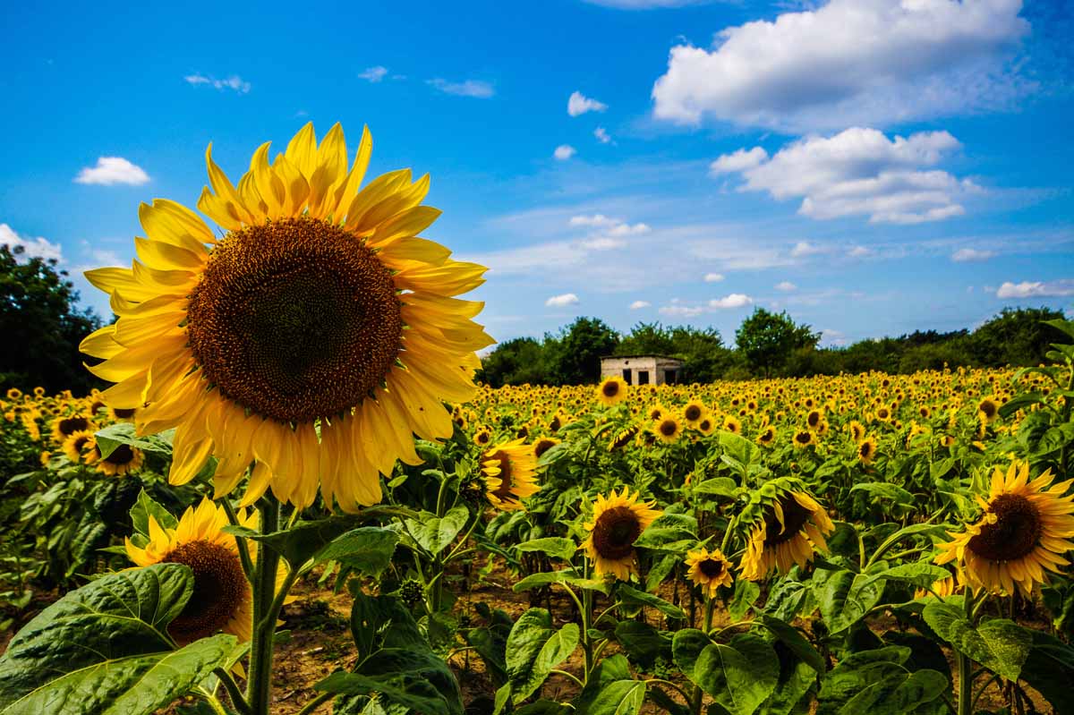 Sommerfoto Sonnenblumen