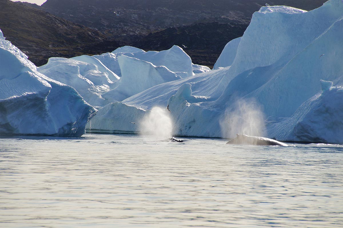 Ilulissat Bootsfahrt im Eisfjord Wale