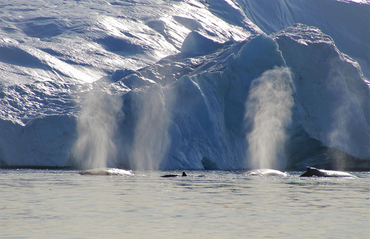 Ilulissat Bootsfahrt im Eisfjord Wale