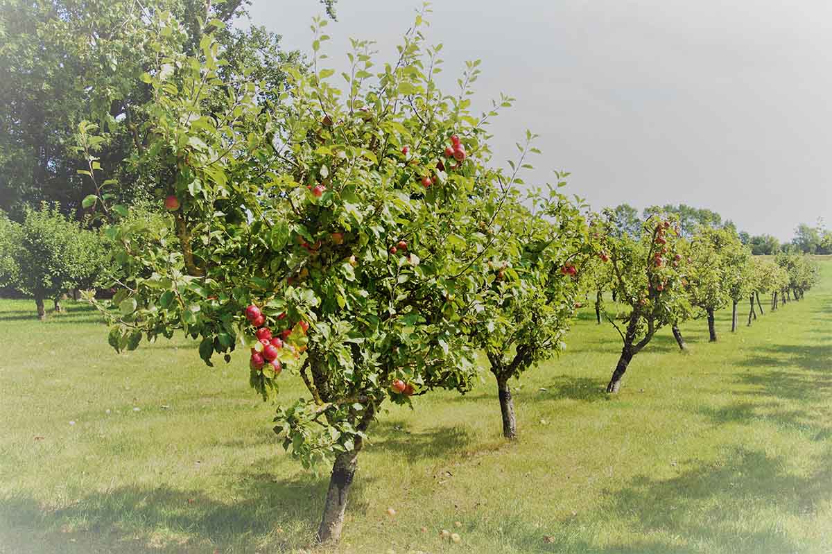 Destillerie Obstgarten