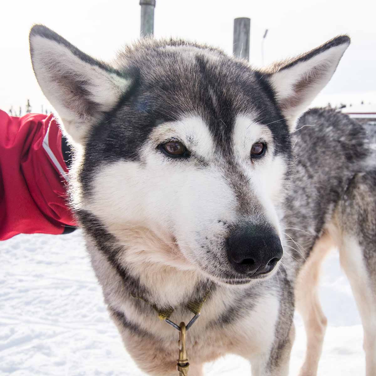 Tiere über dem Polarkreis - Huskys