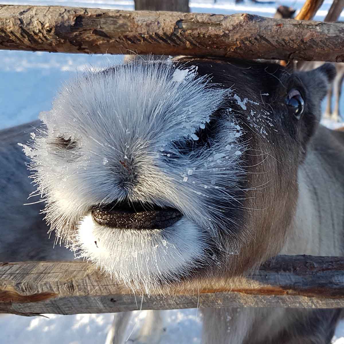 Tiere über dem Polarkreis - Rentiere