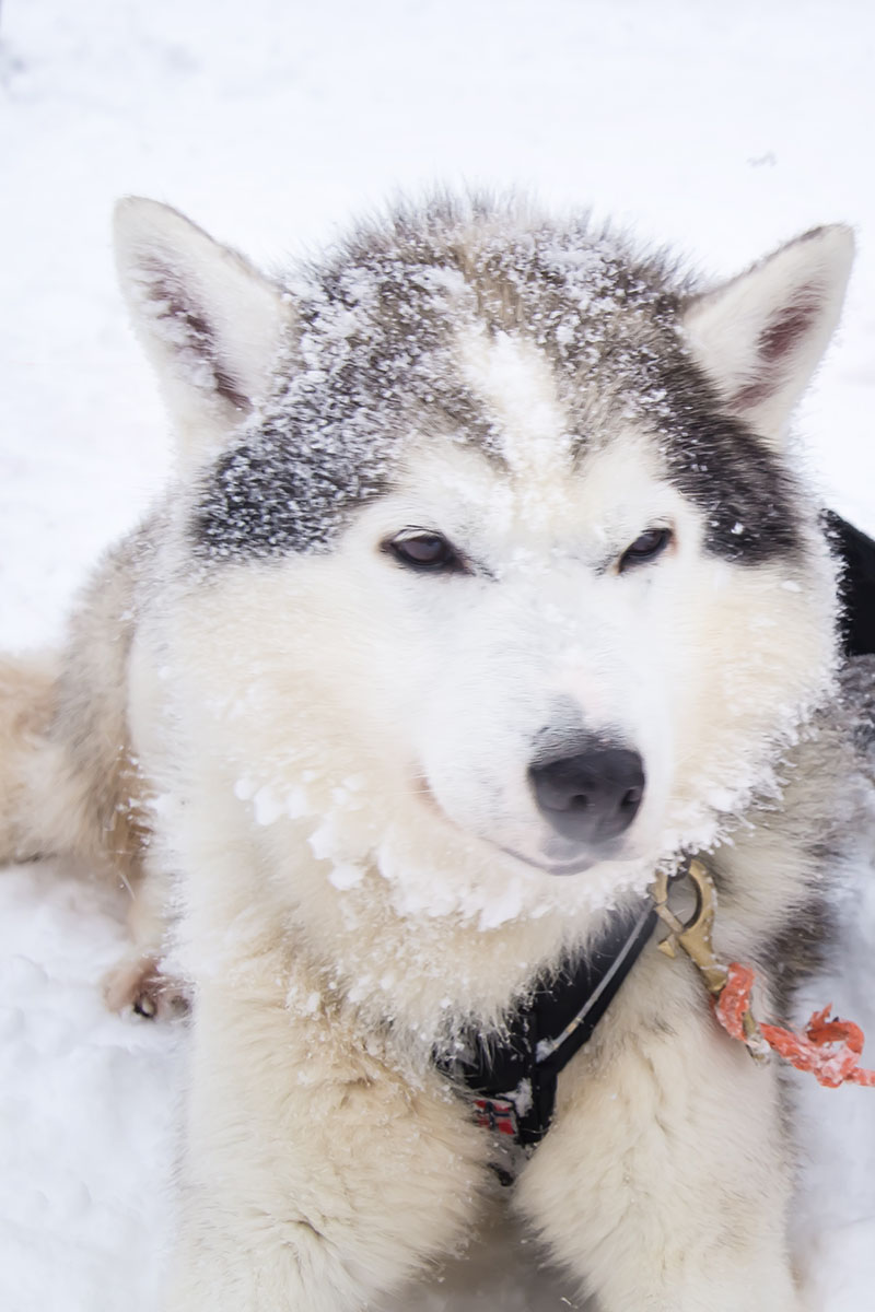 Polarlichtreise Finnisch Lappland Husky