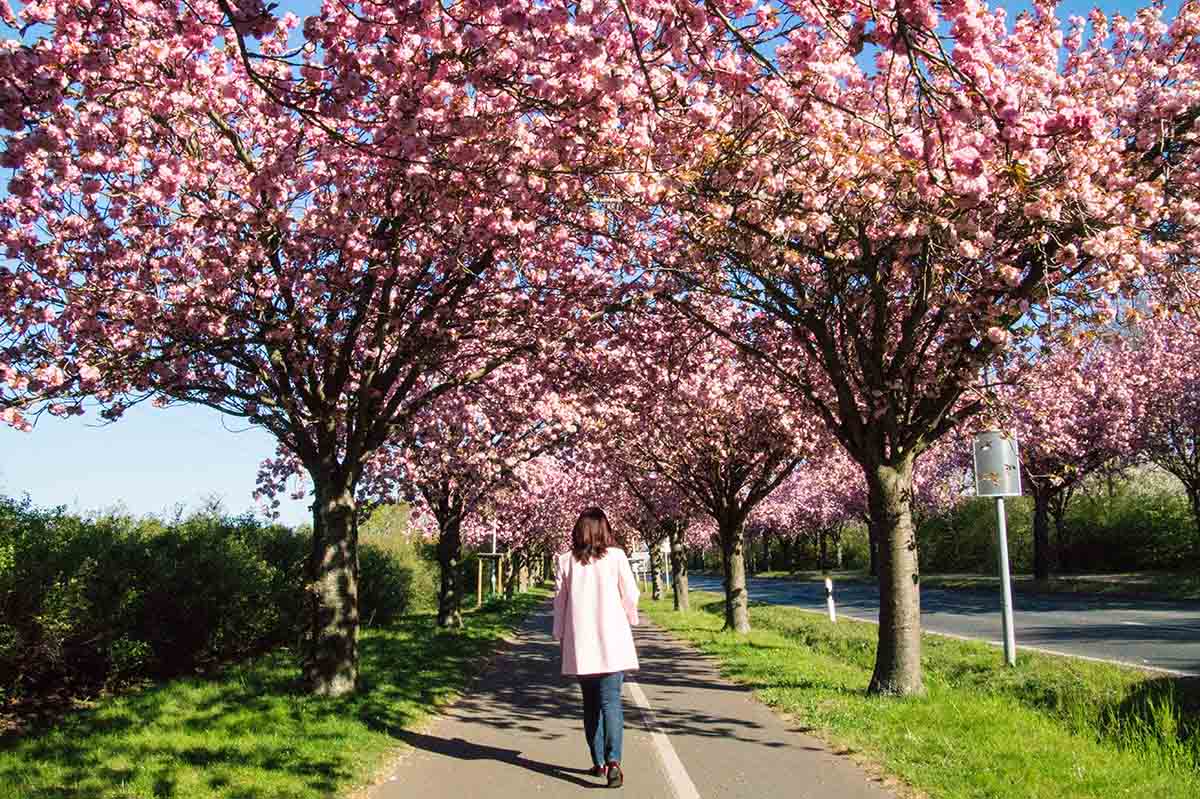 Magdeburg Sehenswürdigkeiten - Kirschblüte