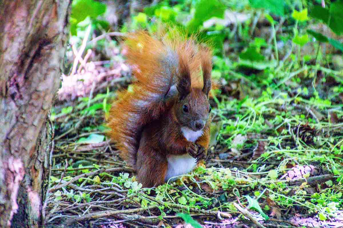 Urlaub zu Hause - Eichhörnchen Wörlitz