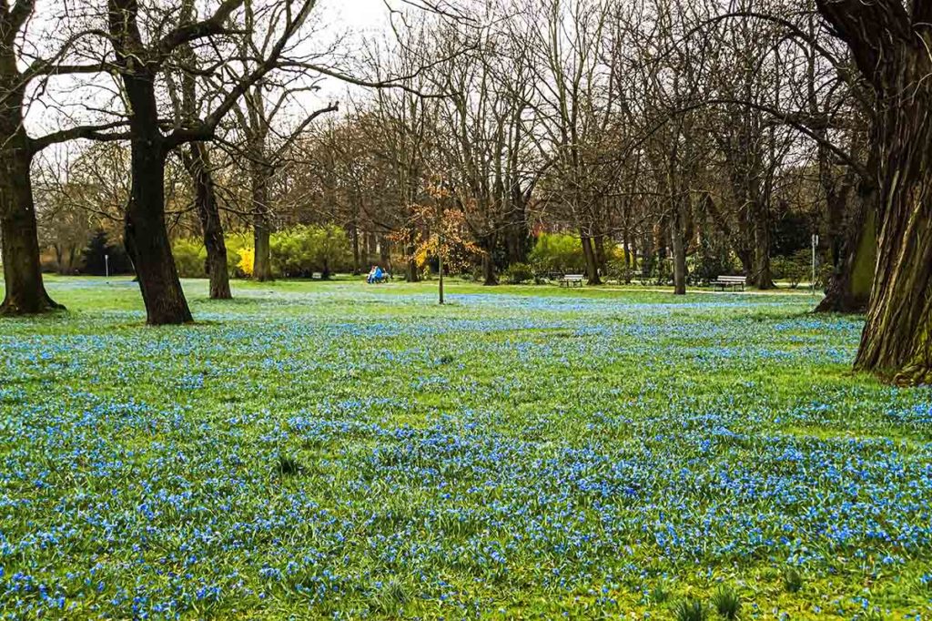 Szilla Blüte Nordpark Magdeburg