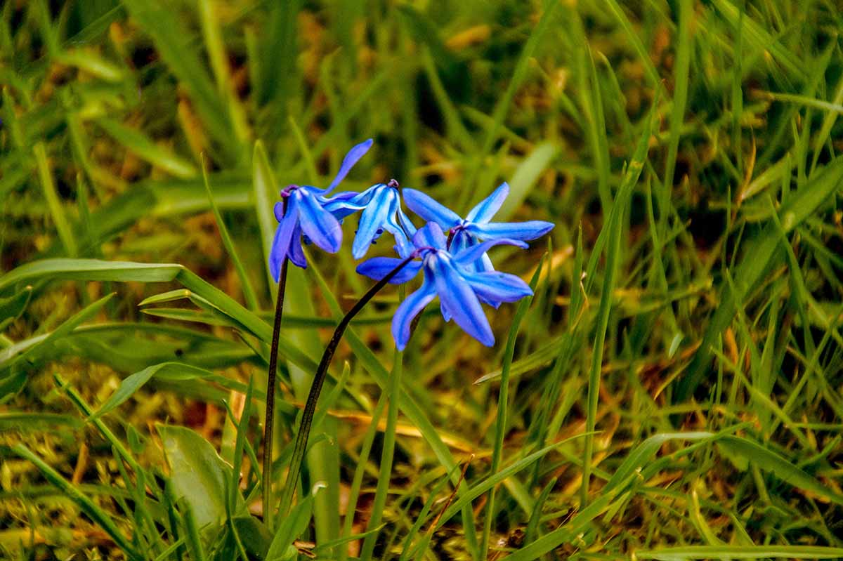 Szilla Blüte Nordpark Magdeburg