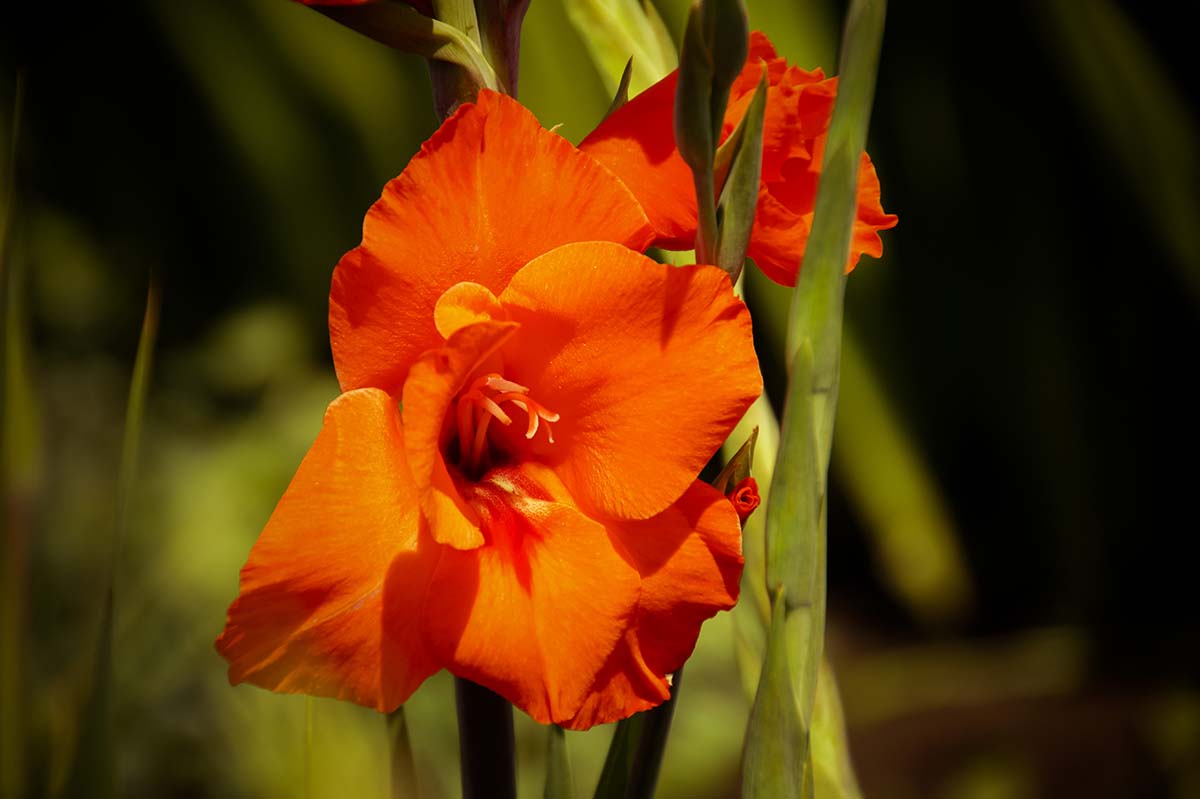 Blumen fotografieren - Gladiolen