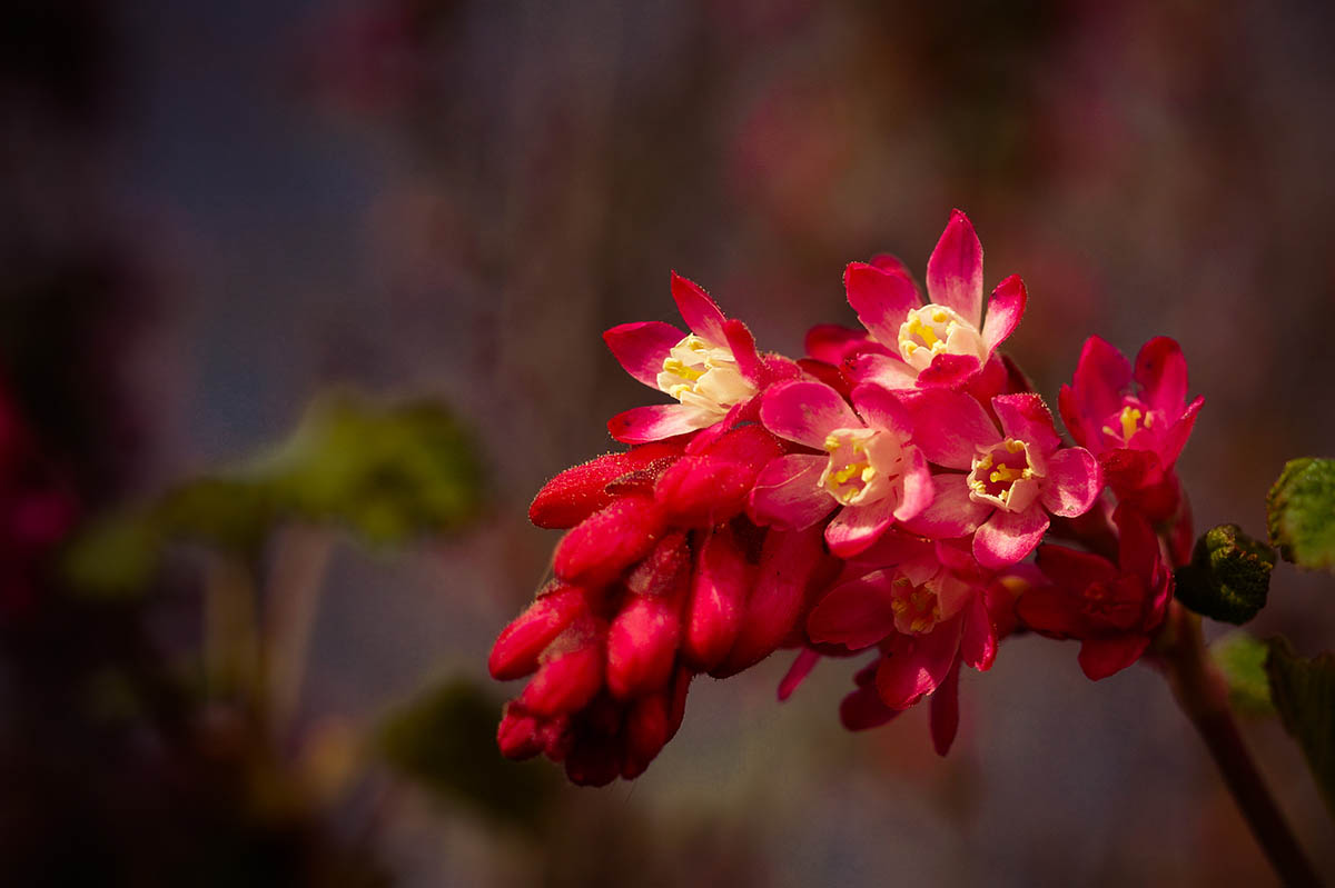 Blumen fotografieren - Blut-Johannisbeere