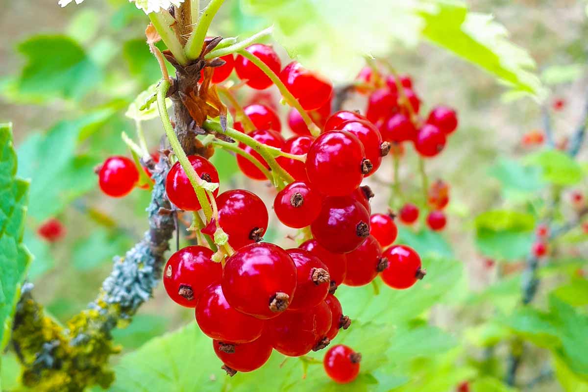 Johannisbeeren am Strauch