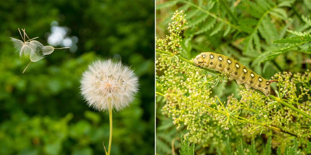 Riesen-Pusteblume + Raupe