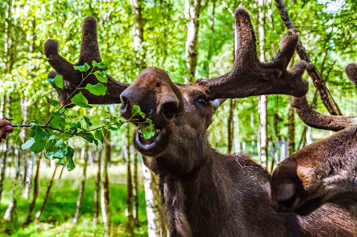 Smaland Sehenswürdigkeiten Elchpark