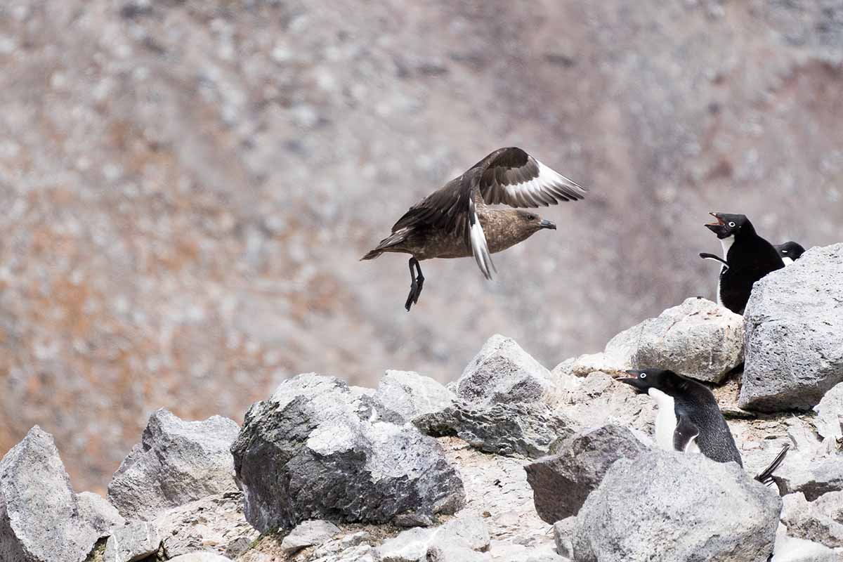 Antarktis Skua Angriff