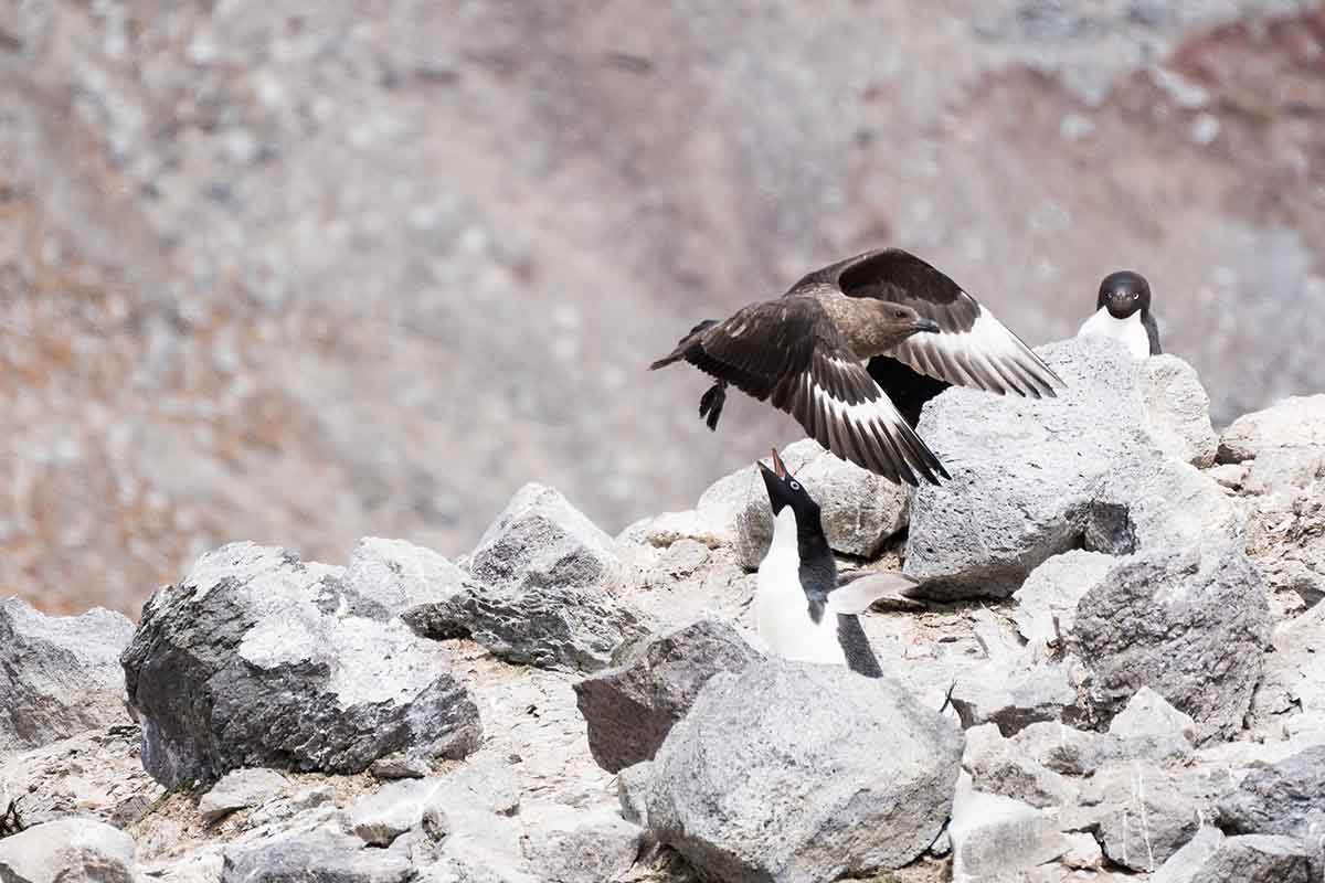 Antarktis Skua Angriff