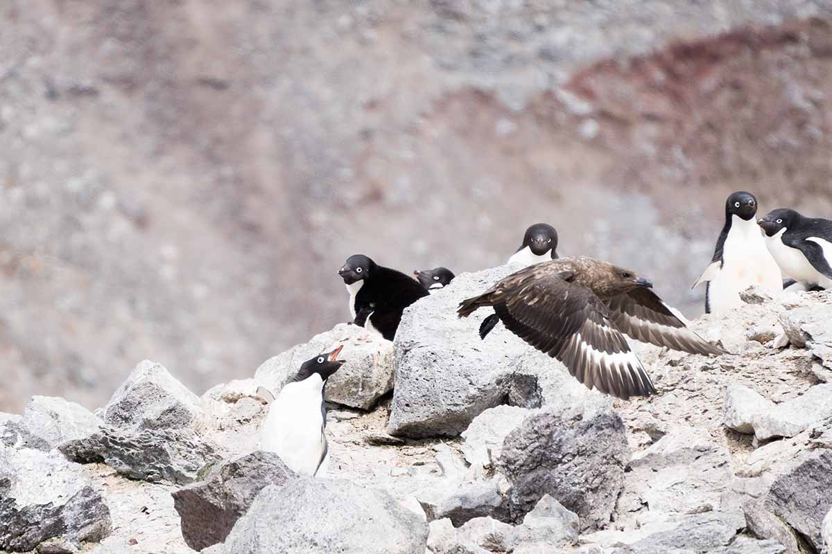 Antarktis Skua Angriff