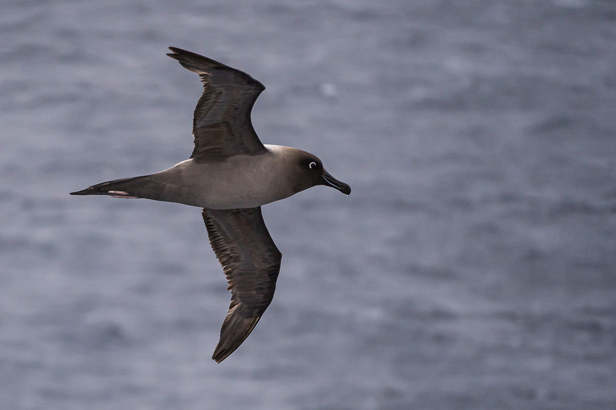 Antarktis Rußalbatros