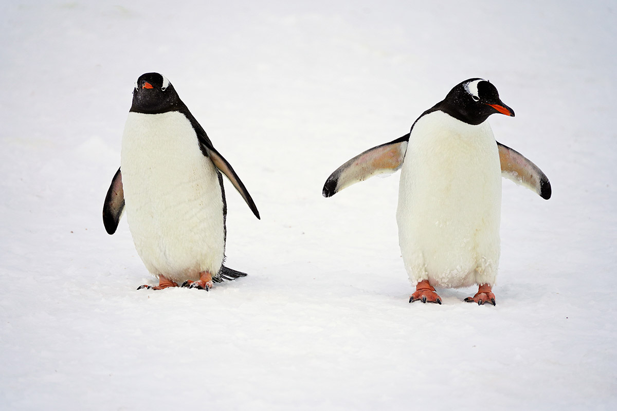 Antarktis Kreuzfahrt Eselspinguine Cuverville Island