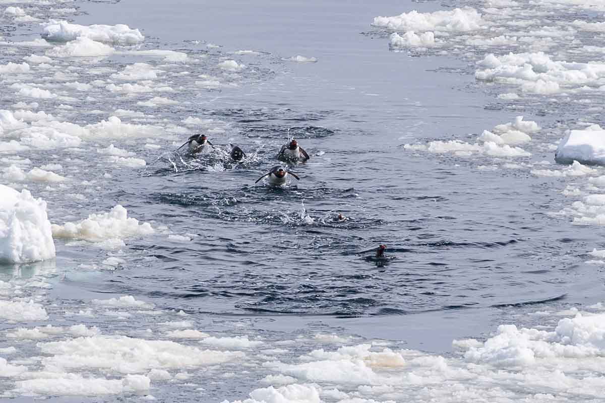Antarktis Kreuzfahrt Pinguine im Wasser