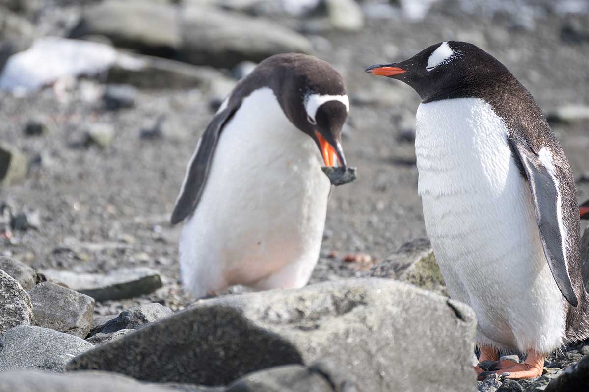 Antarktis Kreuzfahrt Damoy Point Eselspinguine