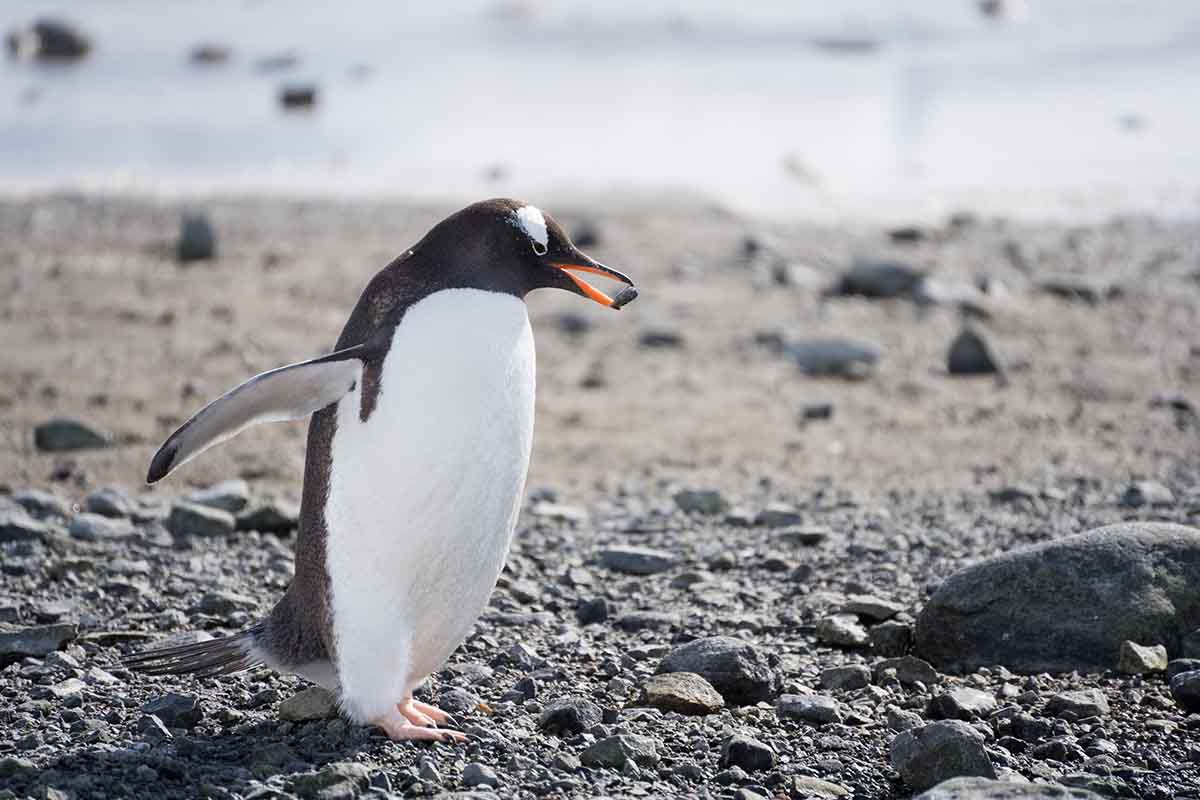 Antarktis Kreuzfahrt Damoy Point Gentoo Penguin