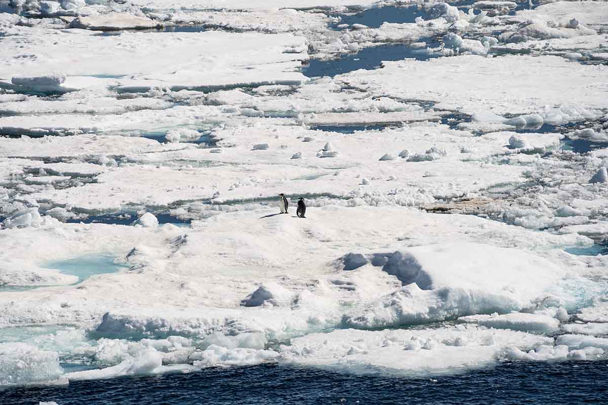 Antarktis Kreuzfahrt Kaiserpinguine auf Eisscholle